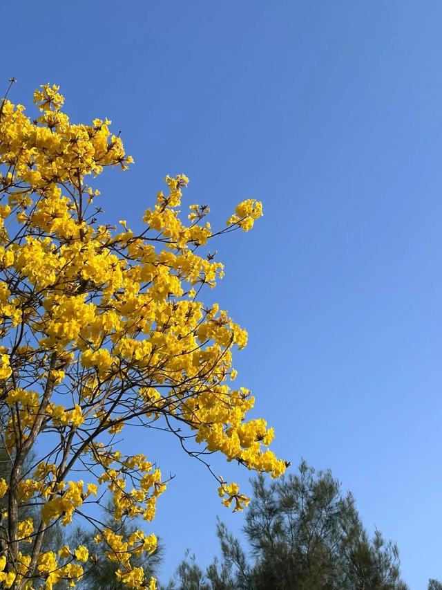 厦门春日限定:天竺山黄花风铃木观赏全攻略