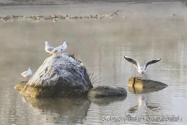 汉中汉江湿地晨景绝了！薄雾锁江，鸟戏江波，宛如仙境！