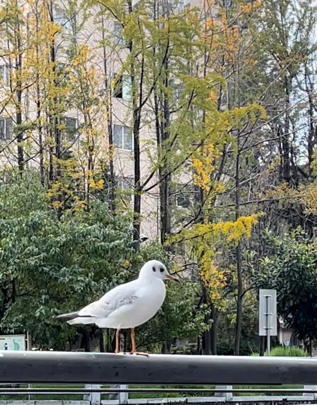 不止大坝！昆明观鸥最全热门+小众点位收录，附核心区交通指南
