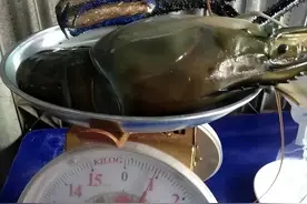 它最大可达1斤多，比婴儿手臂还长，已经在我国多地“悄悄泛滥”图片