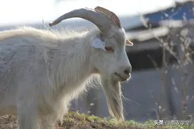 市场调整，活羊价格走低，11月份各地最新价格一览！图片