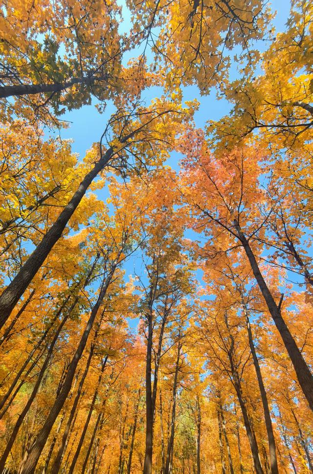 “枫”狂派对，现在进行时……