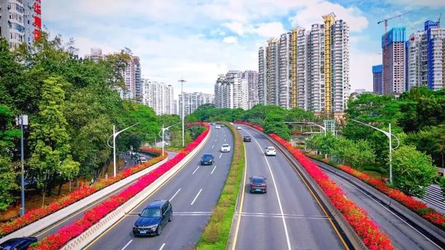 惊艳！南山60公里“空中花廊”来了~