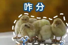追光的你丨毛球团团咋分公母？ 走近“日理万鸡”的小鸡性别鉴定师图片