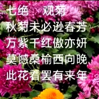 中山公园的菊花