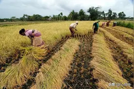 同为人口大国，印度24年粮食产量3.3亿吨，中国粮食产量多少？图片
