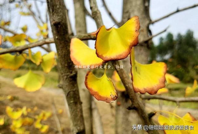 清远连州“石”姓聚居的千年古村，乡村路种满银杏树，秋韵感觉浓