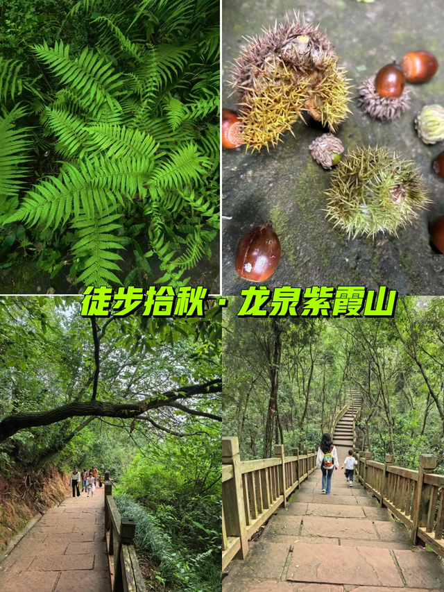先收藏！成都周边8条捡秋亲子徒步路线，最近0.5h每条都超美！