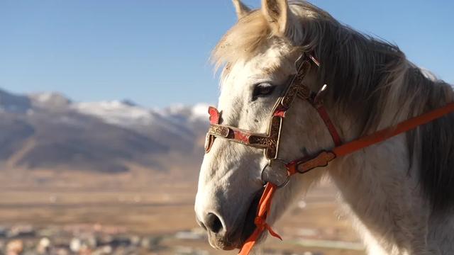 在海拔4000米的川西草原策马，体验理塘藏马，解锁高原浪漫新玩法