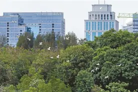 【深圳特区报】“鸟儿成了我的闹钟” 鸟叫成深圳第二大自然声源，居民区鸟叫声占比达47%图片