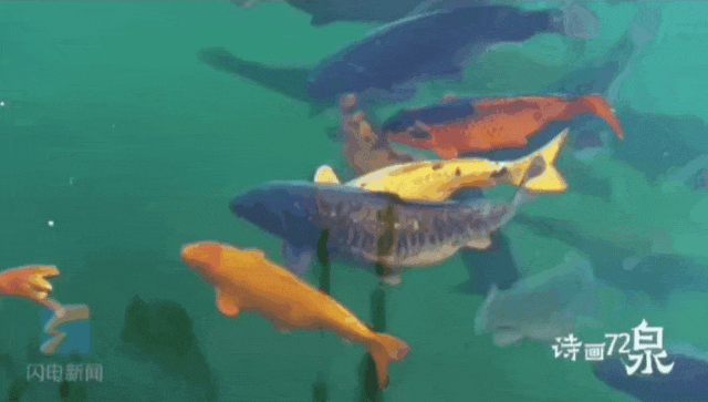 被济南泉水下的世界惊艳到了！