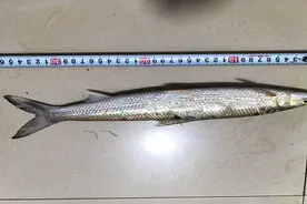 时隔20年！“长江最神秘的生物”极危物种鳤鱼重现赣江图片