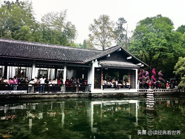 杭州植物园的菊花展——一场关于菊花的饕餮盛宴（二）