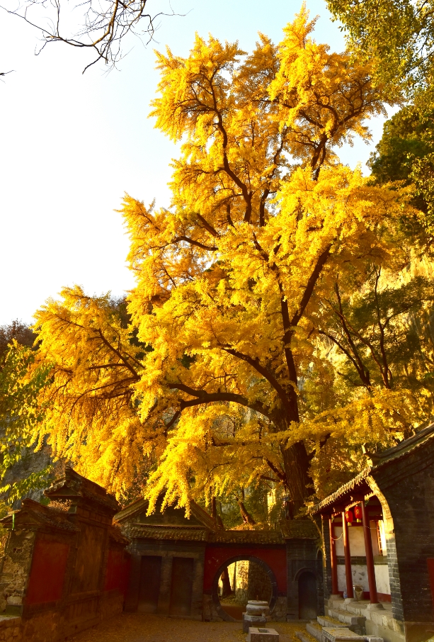 收藏！最美的11月游淄博，这些景区通通免费！