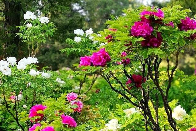 北京景山公园 藏尽千年风华