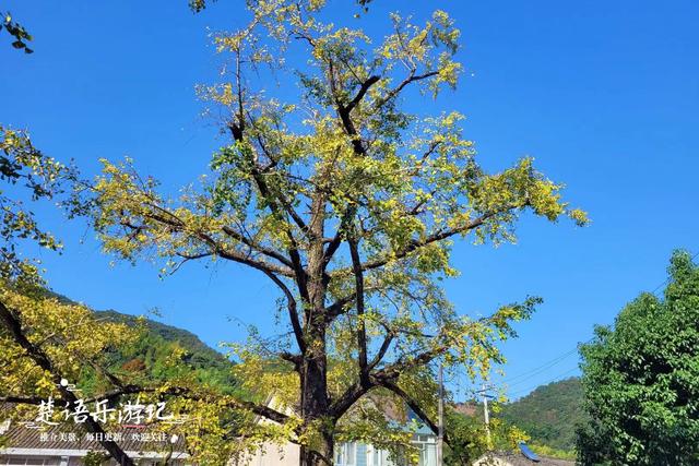 浙江宁波这里的多彩风景线，银杏和无患子树相互映衬，风景美如画