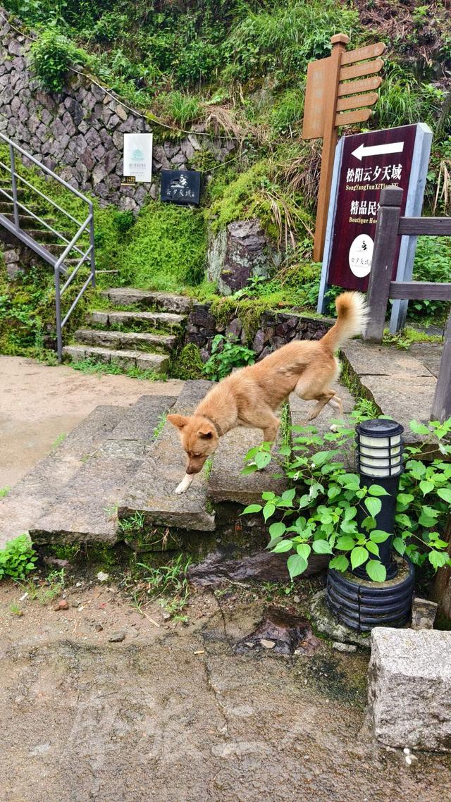 皖浙摩旅二人转——松阳横坑村篇（下）