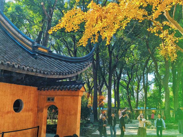 银杏鎏金，满城秋意关不住