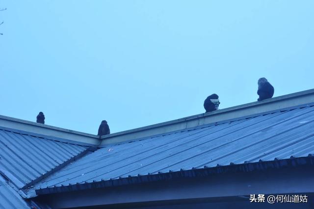 峨眉山的猴子