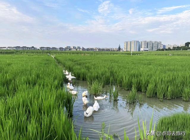 成都三元地铁又上新风景，超级惊艳，不要门票，地铁直达！