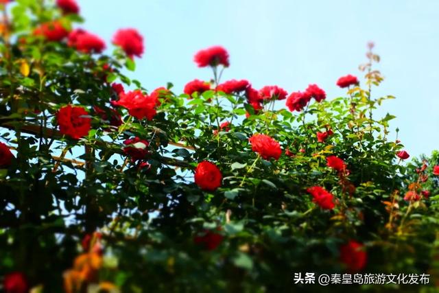 统统免费！秦皇岛家门口的这些好去处，千万别错过！