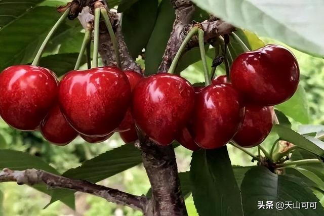 樱桃品种排名前十，哪种甜又好吃？