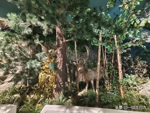 通化市自然博物馆