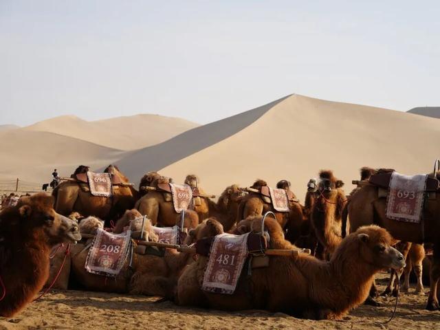 鸣沙山的骆驼悄悄“穿”上冬装啦！