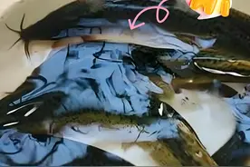 泥鳅的生活特性与繁殖：美味与营养的双重价值图片