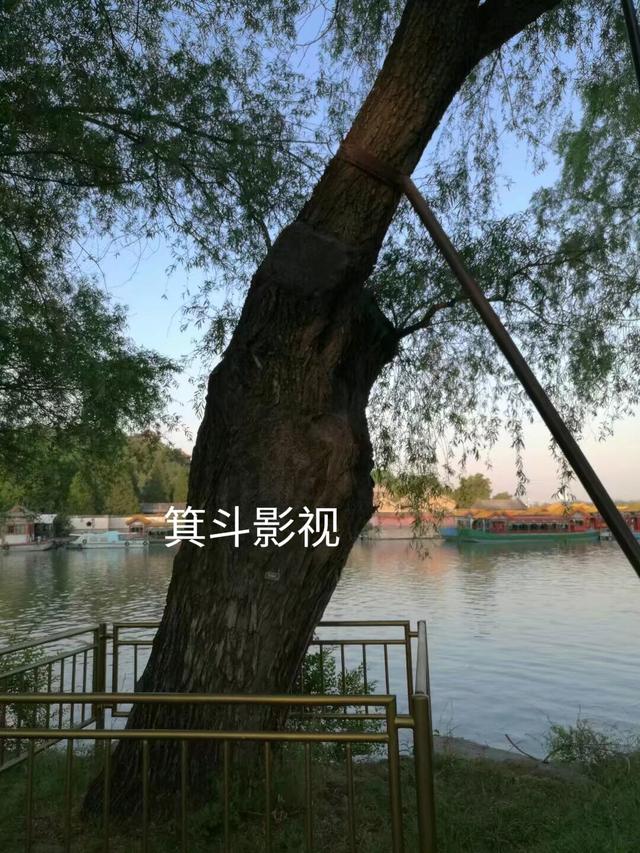 颐和园西堤古柳，三百年沧桑的见证者。