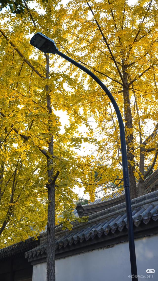 临沂市区赏秋地图出炉！红枫、银杏、落叶道…承包你的秋日朋友圈