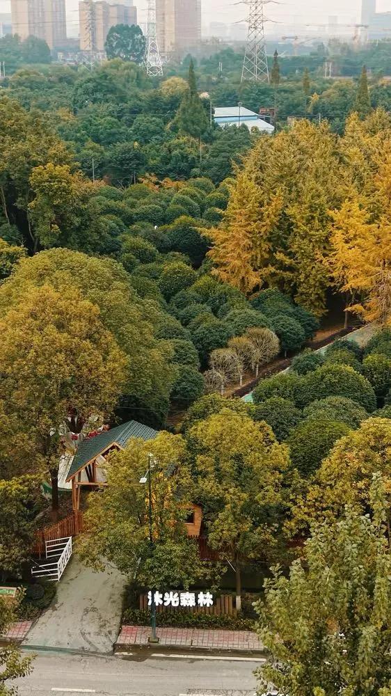 银杏“落叶缓扫”,成都68处路段赏最美秋景→