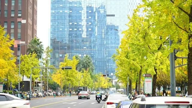 邂逅金色浪漫！银杏正当时，快来打卡！