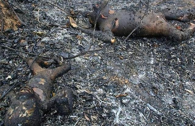 被锁暗室6年：剃毛穿丝袜当玩物，惨状撕开人类伪善面具