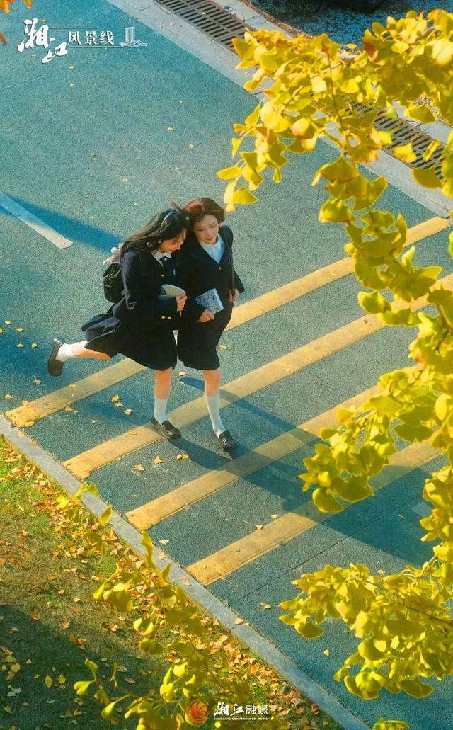 长沙银杏浓度即将达到100%！这波“小确杏”你要接住→