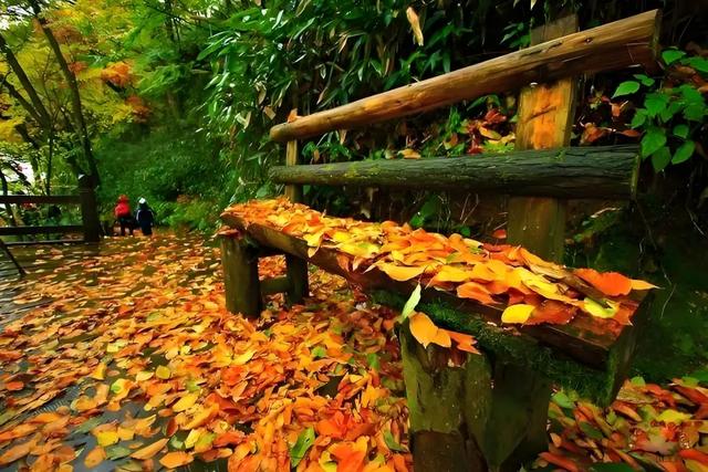 央视点赞的旺苍红叶有多绝？这些亮眼特色，承包你整个秋天的浪漫