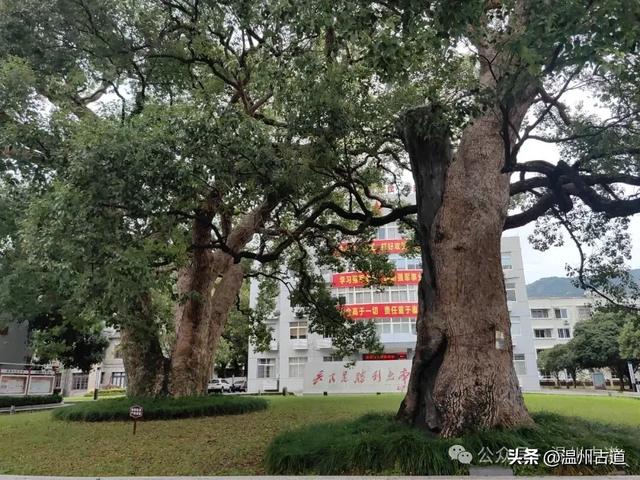 这条千年繁华老街国庆火爆朋友圈,值得你来走一走!