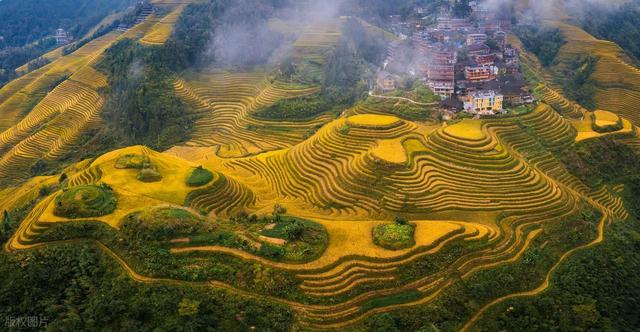 在金黄诗行里，邂逅龙脊梯田的秋色之美