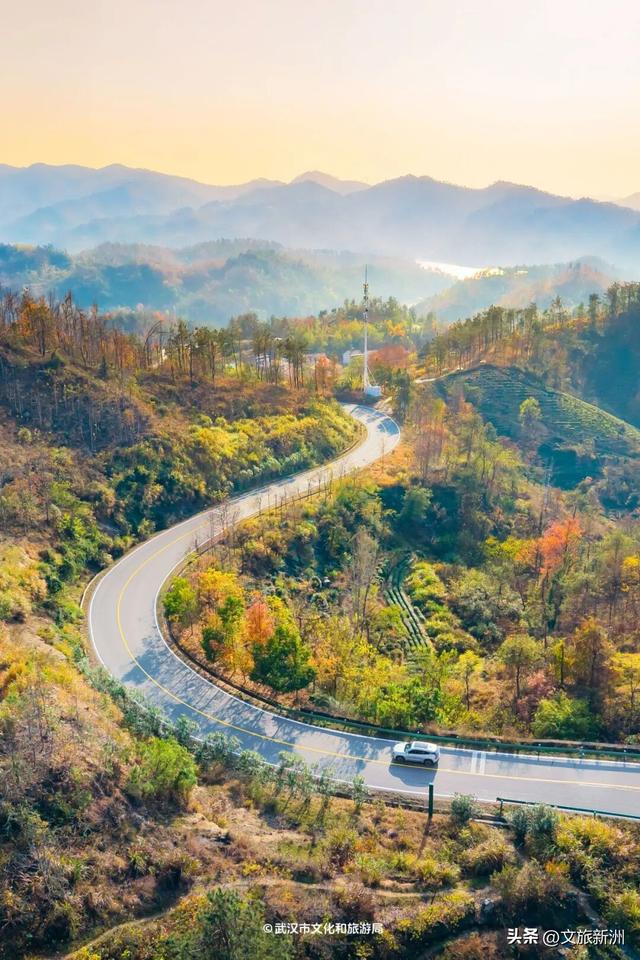 红枫公路、孤独的树......新洲这波秋日「隐藏款」，你知道几个？