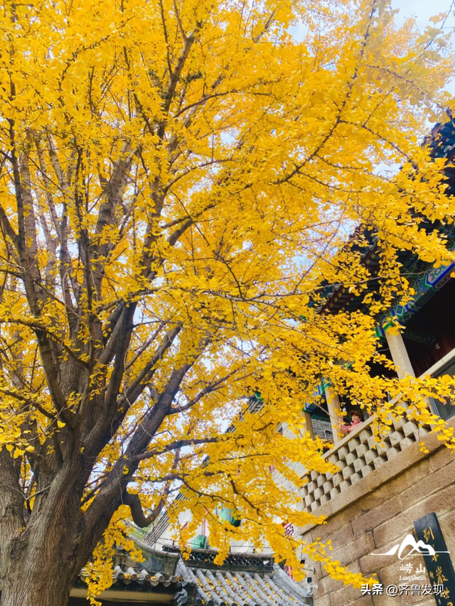 崂山赏秋攻略出炉！快收藏！（内附赏秋地图）