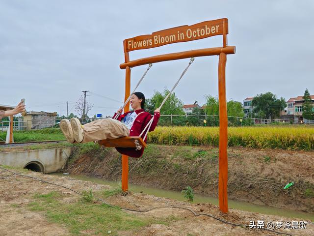 湖北：国庆节网红打卡地 云梦花开十月紫黛草韵染秋色