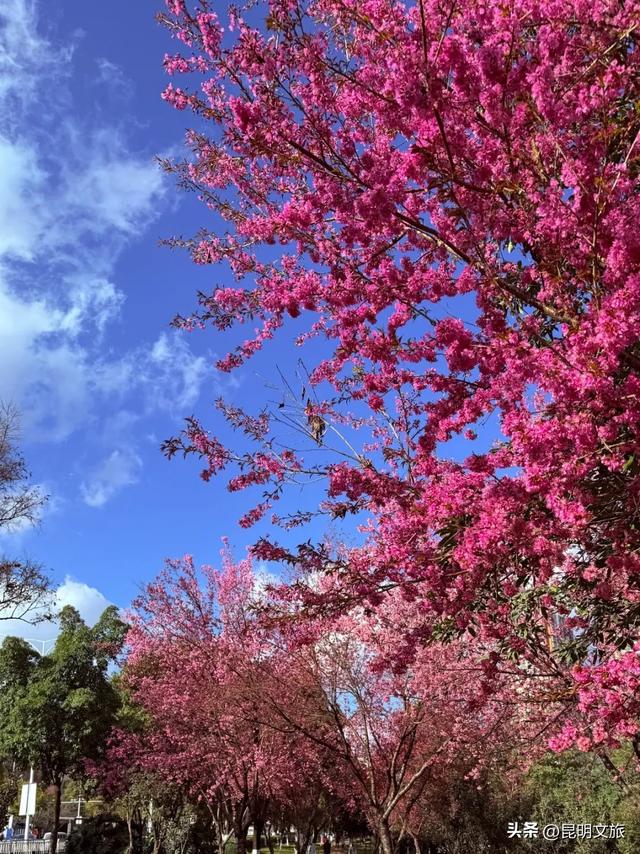 美炸！美炸！全国裹貂我赏樱！昆明最全冬樱赏花攻略来了，周末快冲~