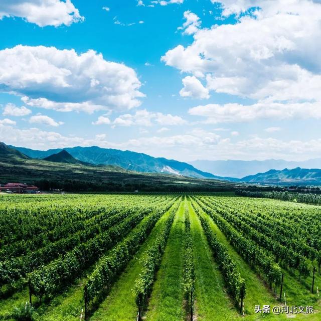 河北最被低估的旅游度假地，品国宴葡萄酒，泡稀有疗养温泉，住长城脚下的千年古村，北京高铁1小时就能直达