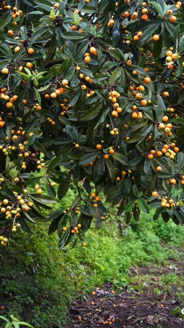 安康竹园小区：一方绿意四季如画，自然与人文之美