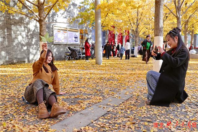 河北秦皇岛：秋染植物园 银杏铺金毯