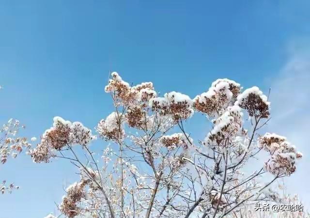 “立冬不过午，三九雪堵门”，明日立冬，今年冬天雪大吗？早了解