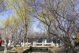 踏青赏春，了解这些远离花粉过敏图片