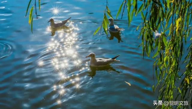 超详细攻略!在昆明官渡,与鸥共舞,六种玩法开启冬日漫游!