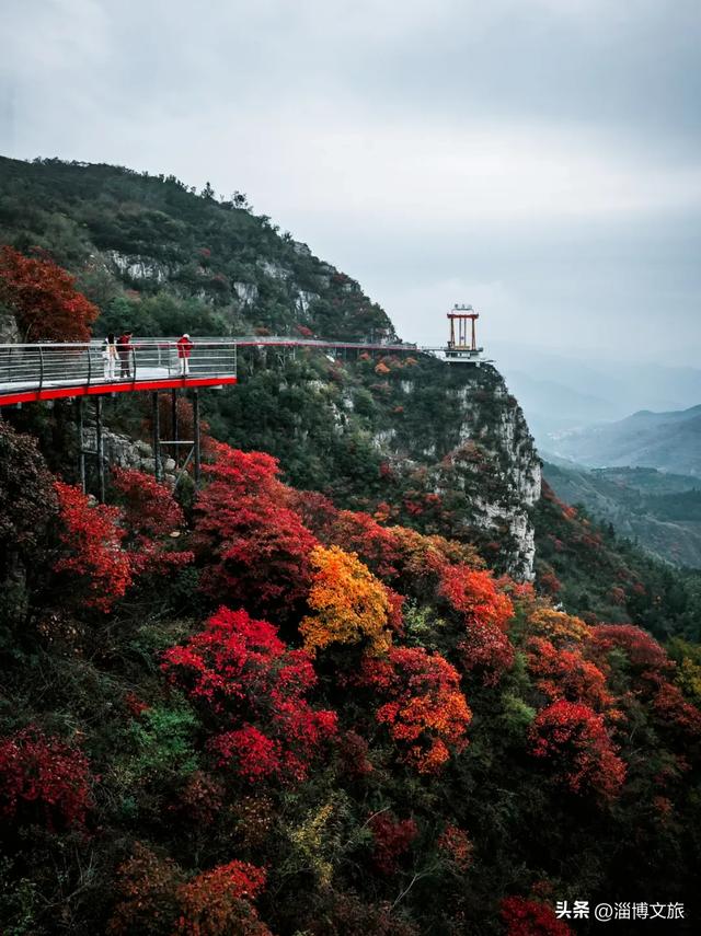 实拍！红的橘的黄的，整个淄博“燃”起来了！这些路段落叶缓扫→