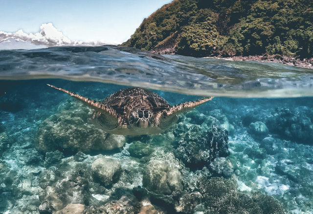 正式官宣！菲律宾对华免签！最全攻略看这里